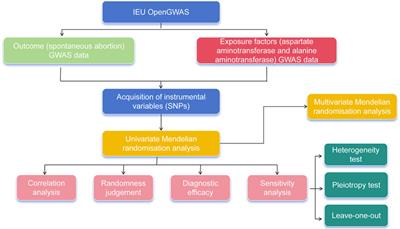 Elucidating the role of hepatic enzymes in spontaneous abortion: a Mendelian randomization approach